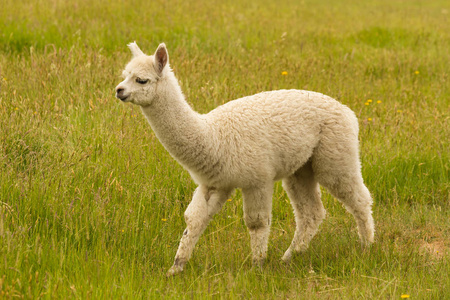 白色羊驼图片-白色羊驼素材-白色羊驼插画-摄图新视界