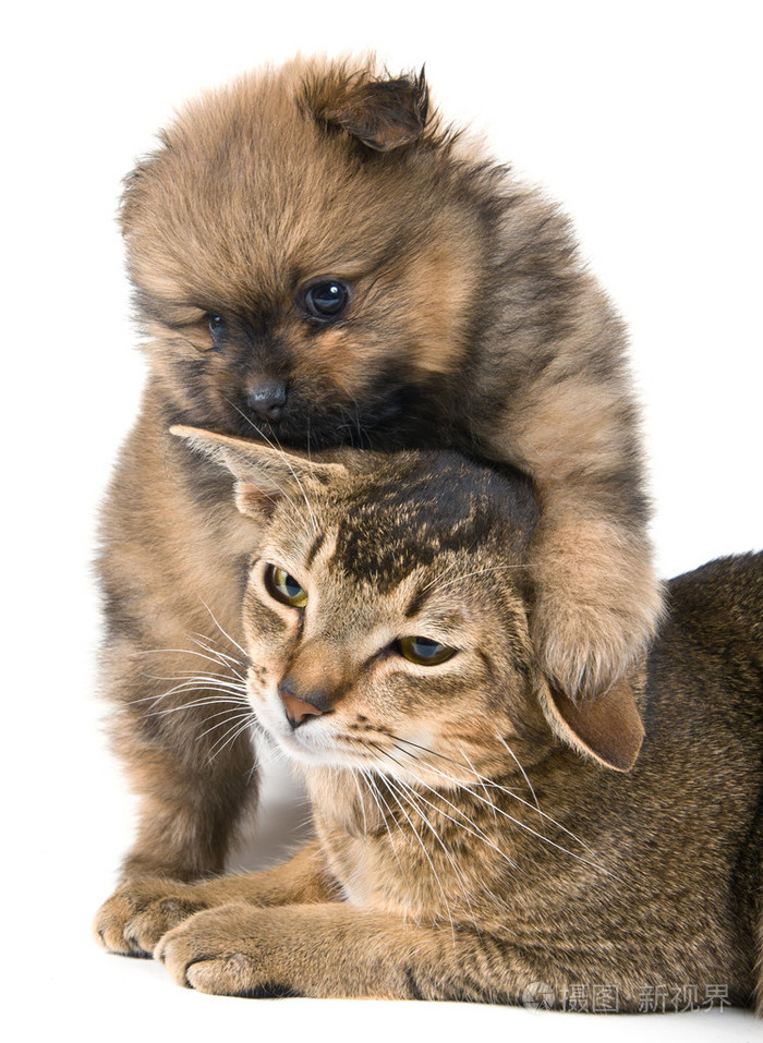 猫和小狗在工作室