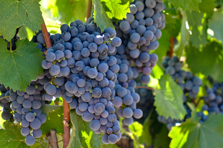 在加州斜坡上的葡萄藤图片