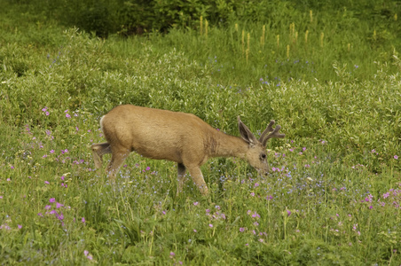 odocoilus 野驴照片