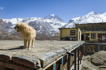 在喜马拉雅山脉在屋顶上的狗