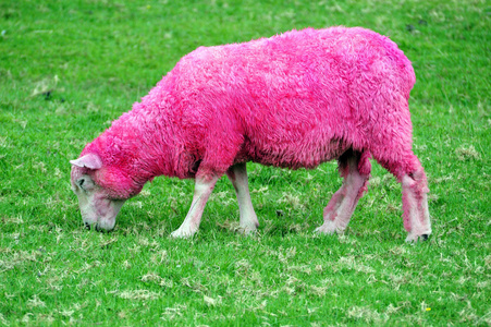 粉红绵羊图片真实图片