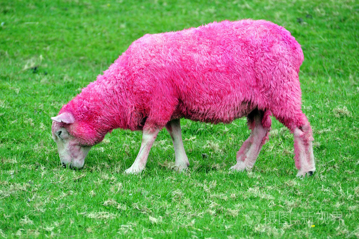 粉色绵羊