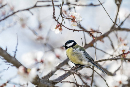 大山雀 Parus 少校 在白色杏树开花分支