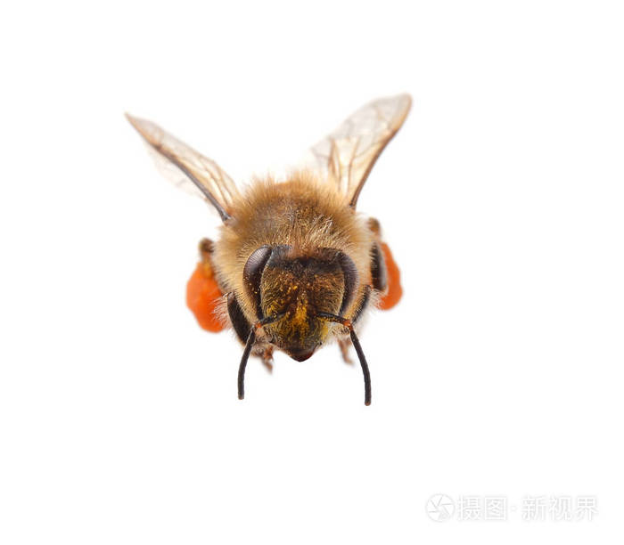 孤立的白色背景上的蜜蜂
