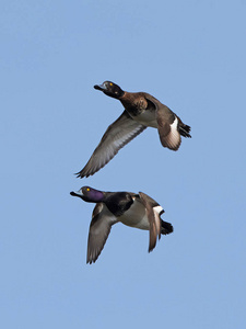 两个毛冠鸭在飞行中与蔚蓝的天空，在背景中