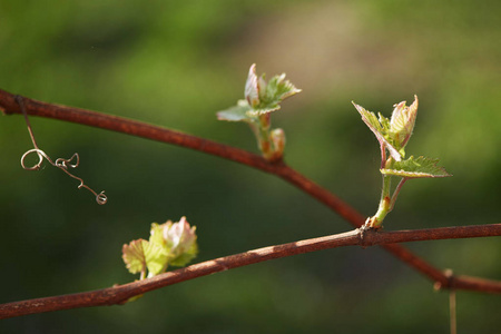 春天。葡萄树枝上的嫩芽
