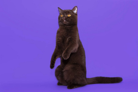 紫色背景下的英国黑猫