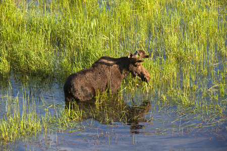公牛麋在湿地面积图片