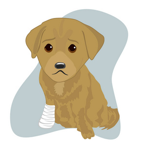 拉布拉多小狗与受伤的腿包裹绷带, 在白色隔离照片