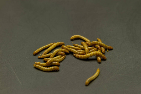 黄粉虫养殖图片大全