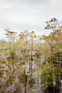 大沼泽地国家公园，佛罗里达州，美国