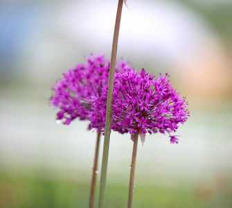 Allium 