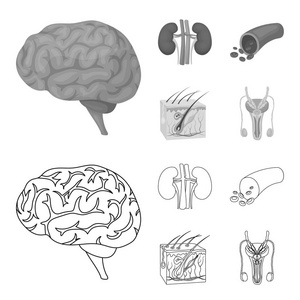 脑, 肾, 血管, 皮肤。机构集合图标的轮廓, 单色风格矢量符号股票插画网站