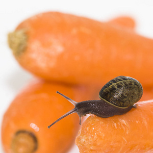 橙胡萝卜花园蜗牛