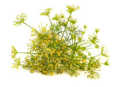 小茴香花摄影图 小茴香花图片大全 小茴香花照片 摄图新视界