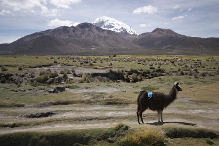 查看与美洲驼和山在萨哈马玻利维亚