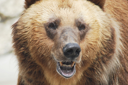 棕色的熊关闭了野生生活