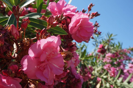 夹竹桃灌木, 有粉红色的花朵, 美丽的花朵背景