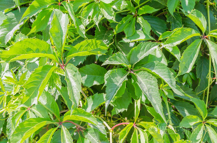夏日阳光下美丽的野葡萄叶子
