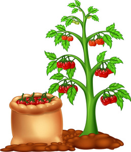 白色背景可爱的西红柿树卡通图片