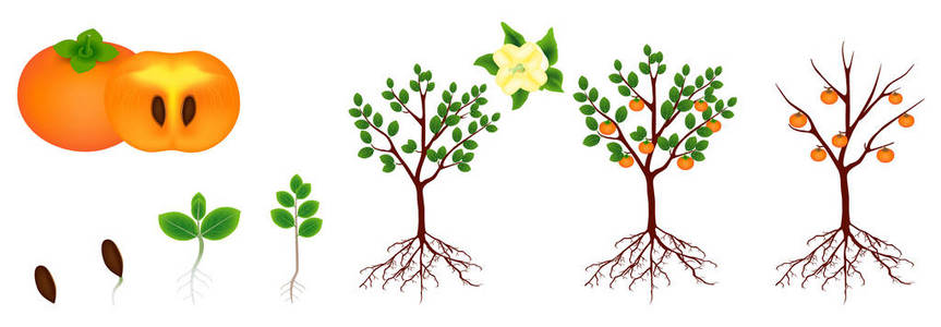 植物柿白底柿的生命周期照片