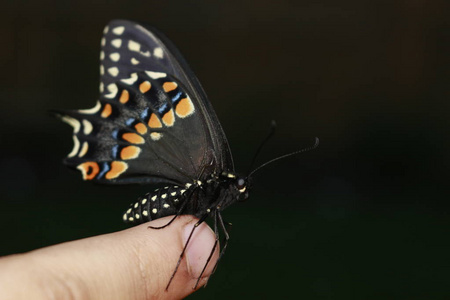 蝴蝶在手上。明亮美丽的蝴蝶。凤蝶蝶, 凤蝶 machaon