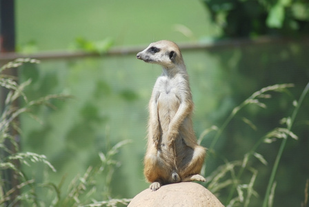 猫鼬 suricata suricatta 的画像，沙漠野生动物