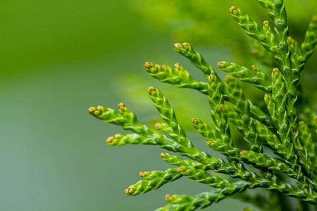 美丽的绿色圣诞叶侧柏树。侧柏花蓟马是常青针叶树