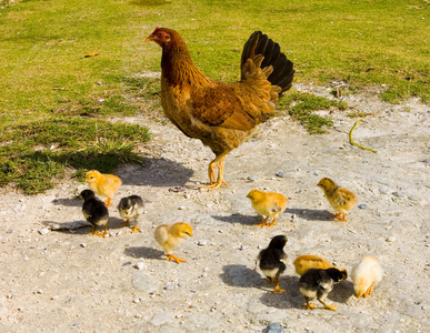 母鸡带小鸡鸟公鸡在传统的农村谷仓寻找绿色草地上的食物.