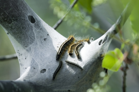 东部帐篷毛毛虫图片