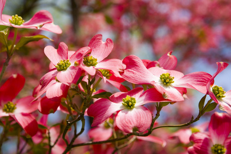 美丽开花树