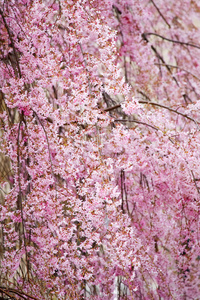 美丽开花树