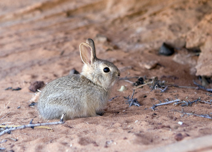 在亚利桑那州沙漠兔
