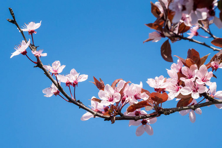 春天的樱花, 蓝色的天空上的粉红色的花朵