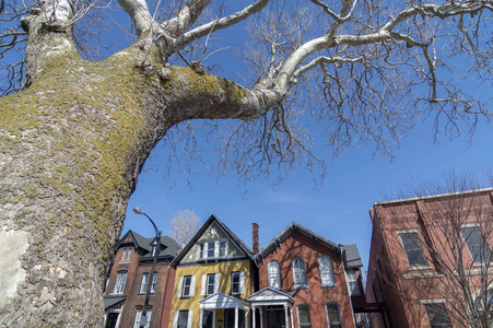 夏天梧桐树布法罗纽约最古老的树是这棵巨大的梧桐树.照片