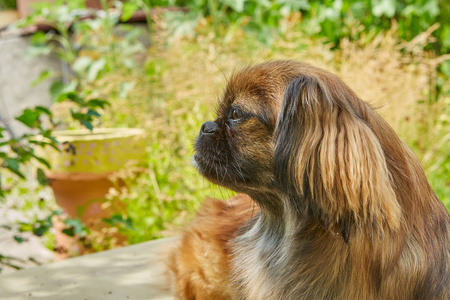 肖像可爱的哈巴狗狗躺在一个夏日花园里