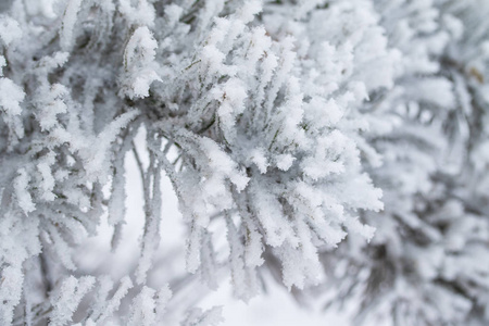 杉木树针上的积雪关闭了图片