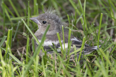 parus 少校, 大山雀小狗鸟