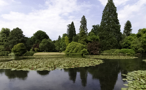 Shefield 湖中的睡莲 睡莲科或百合垫Uckfield, 英国