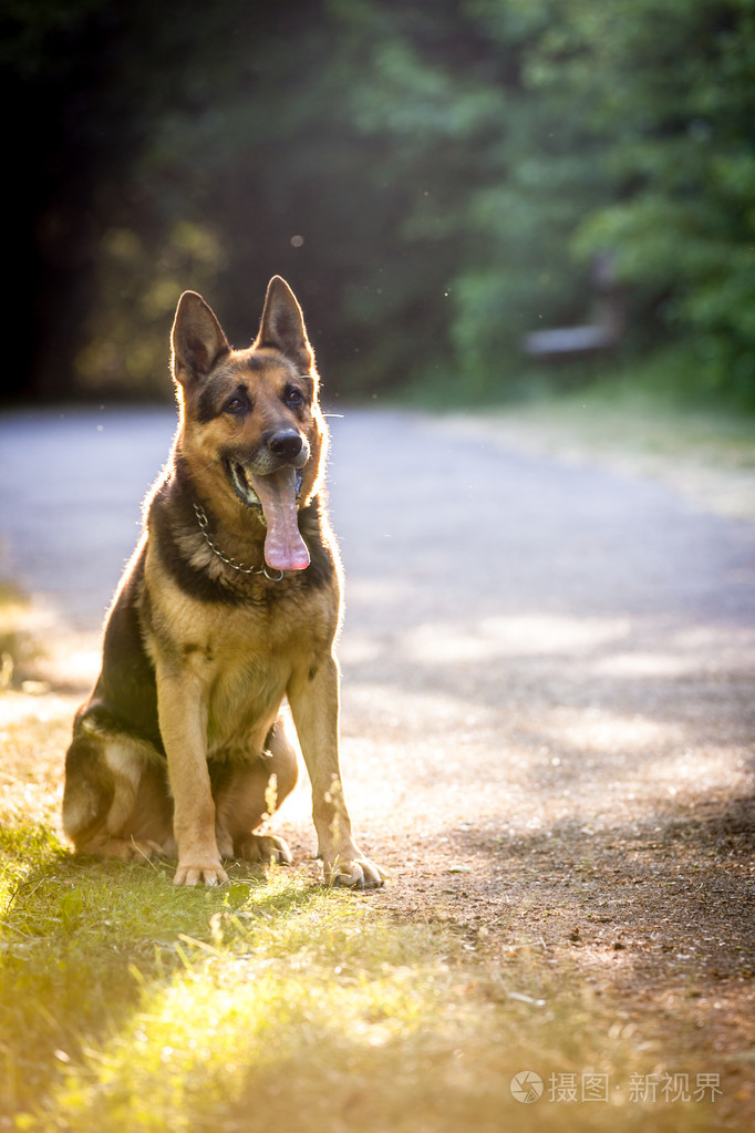 漂亮的德国牧羊犬的狗阿尔萨斯户外温暖昨夜