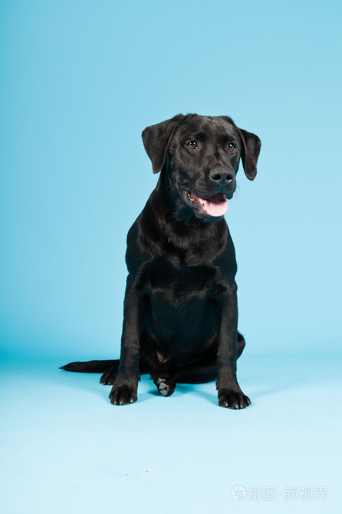 可爱黑色拉布拉多犬隔离在淡蓝色背景工作室拍摄