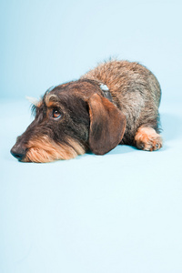 浅蓝色背景上孤立的可爱棕色黑色腊肠狗室画像