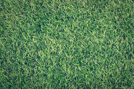 看绿色人造草纹理背景在雨中的村庄房子庭院的花管s leg hesitantly