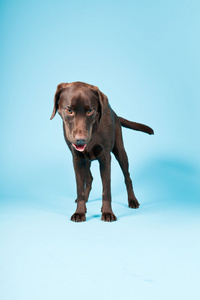 美丽棕色拉布拉多犬隔离在淡蓝色背景。工作室拍摄