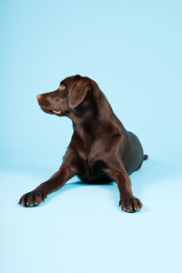 美丽棕色拉布拉多犬隔离在淡蓝色背景。工作室拍摄