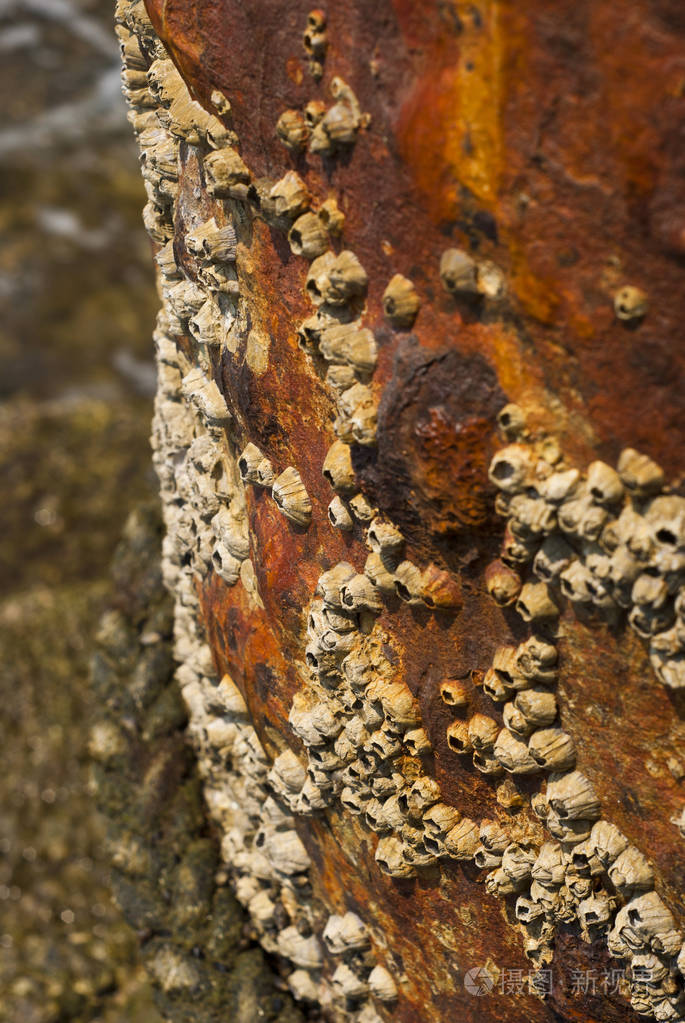 海洋表面腐蚀钢杆的藤壶