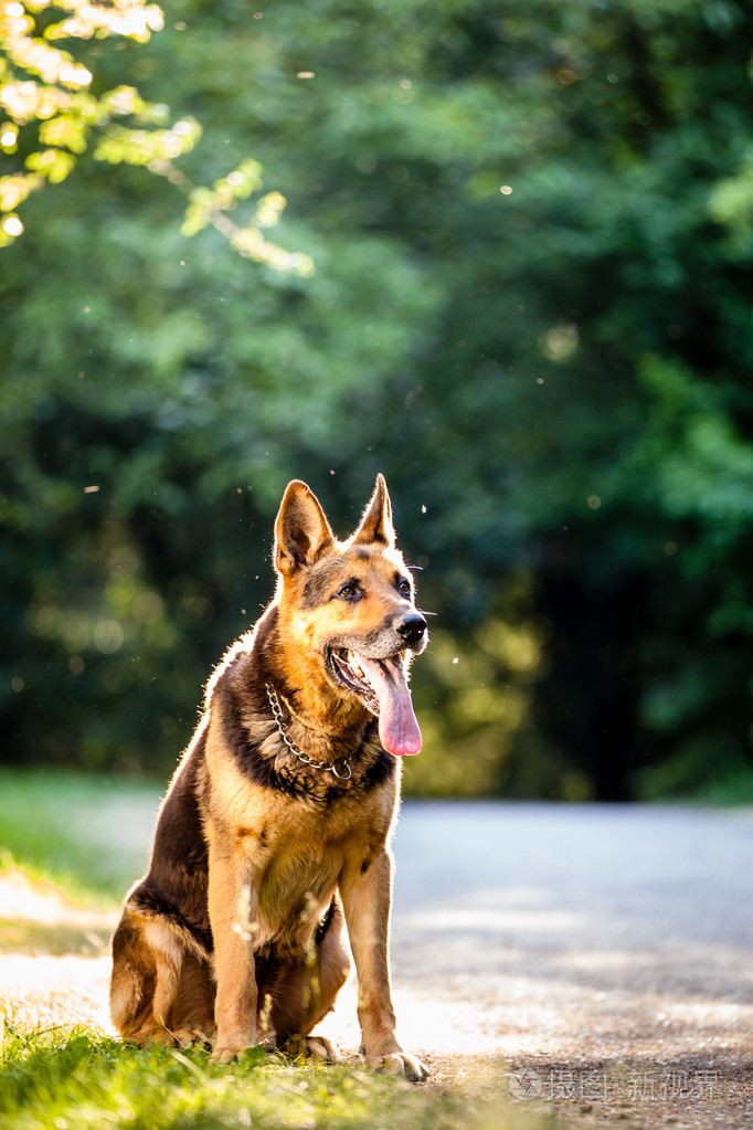 漂亮的德国牧羊犬的狗 (阿尔萨斯) 户外, 温暖昨夜