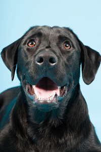 可爱黑色拉布拉多犬隔离在淡蓝色背景。工作室拍摄