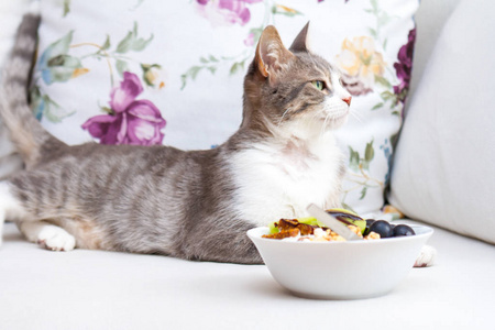 可爱的猫在健康饮食概念。纯素食者用猕猴桃和葡萄在酸奶中叮咬